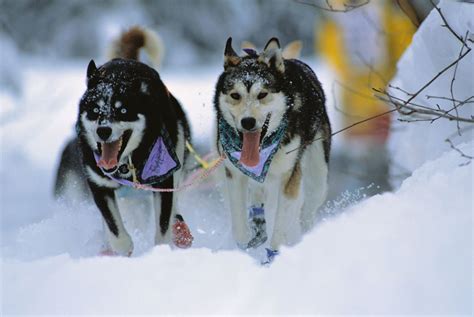 A Brief History of Dog Mushing - Westmark Hotels