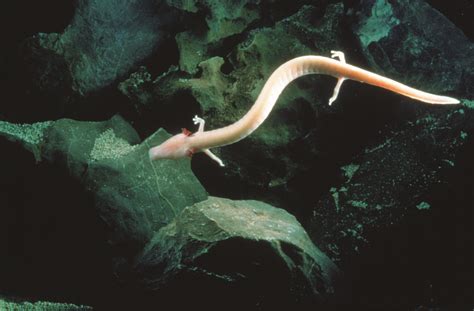 Rare salamander lays eggs in Slovenia cave | Earth | EarthSky