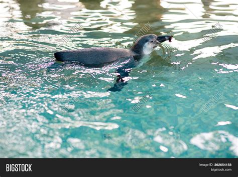 Baby Penguin Swimming Image & Photo (Free Trial) | Bigstock