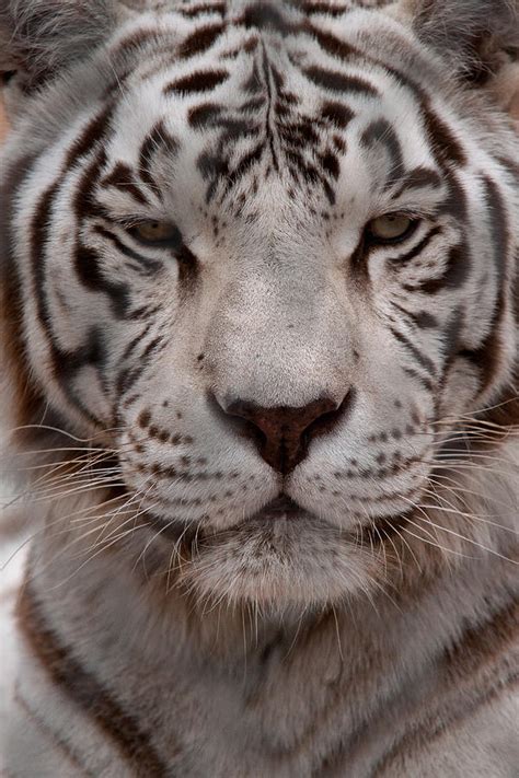 White Tiger Face Photograph by BuffaloWorks Photography