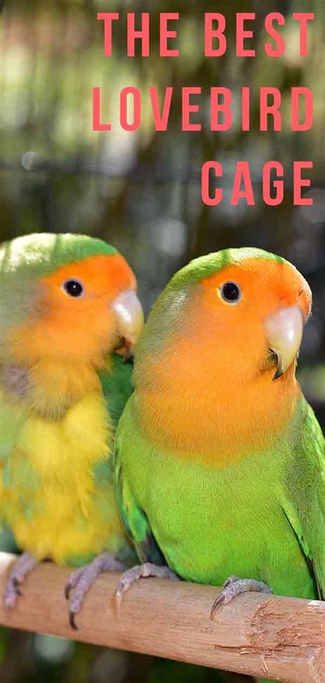 Best lovebird cage | Love birds pet, Pet bird cage, Best pet birds