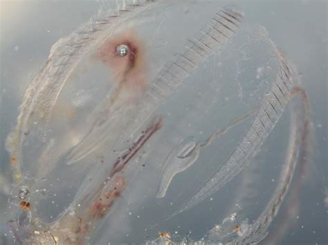 Pleurobrachia pileus - Sea gooseberry (Ctenophora images)