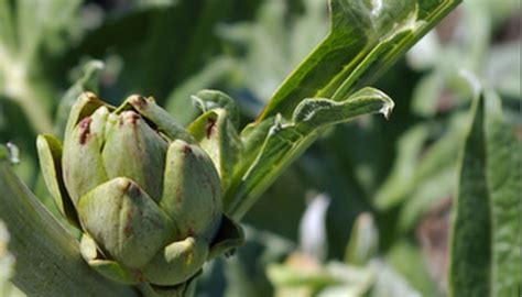 Artichoke Companion Planting | Garden Guides