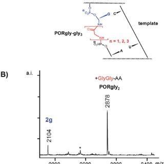 Effect of the length of the peptide chain on the rate of formation of... | Download Scientific ...