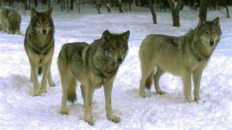 Wolf Pack Waiting On The Hunt HD desktop wallpaper : Widescreen : High Definition : Fullscreen