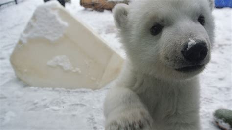 Melt your heart: New polar bear cub video is simply adorable