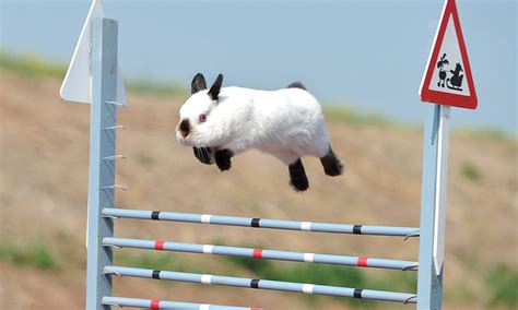 Bunny rabbits compete in show jumping course: Dressage set to take world by storm | Daily Mail ...