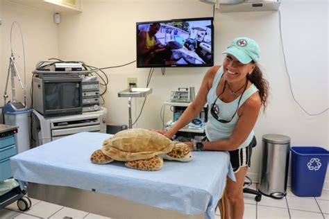 The Turtle Hospital: Saving Sea Turtles in Florida - BustlingAbroad.com