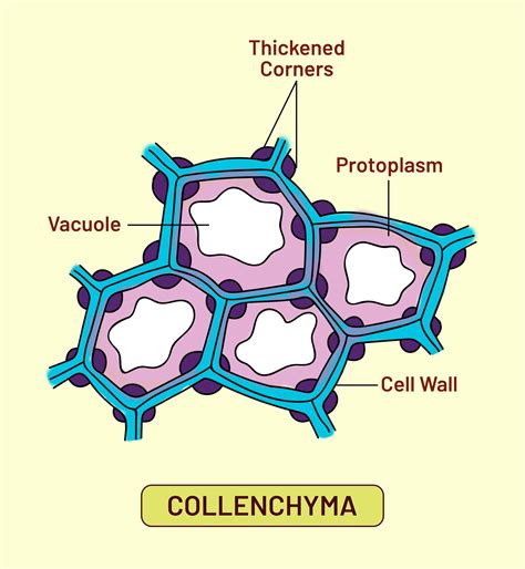 Thickening of collenchyma is due to-A. LigninB. PectinC. SuberinD. None of above