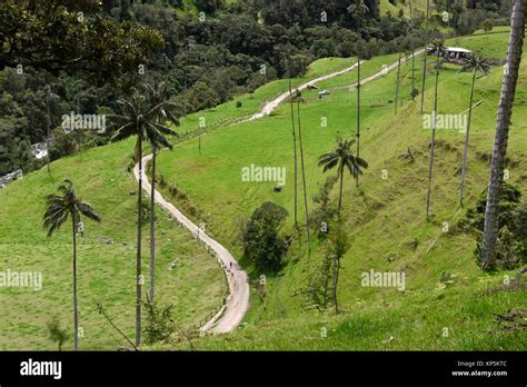 Wax palm tree colombia hi-res stock photography and images - Alamy