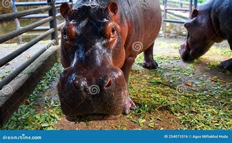 Hippo Eating Grass with Sad Face Stock Photo - Image of animal, happy ...