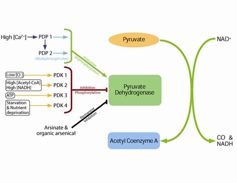 Pyruvate Dehydrogenase (PDH)