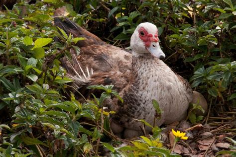 Can You Eat Muscovy Duck Eggs? | Are They Edible? | Earth Life