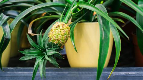 You Can Get A Pineapple Plant At Ikea — Here's What To Know And How To Take Care Of It