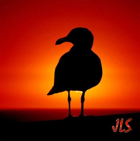 seagull_at_sunset_by_robgbob-1 – Viewpoint from the North