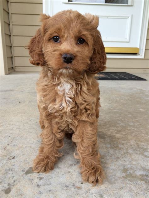 Red Cockapoo puppy. 8 weeks old! #puppy #cockapoo #dog #red # ...