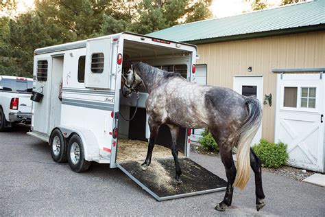 My Right Horse Adoptable Horse: Irma Girl - Hoofpick Life - Equestrian Magazine