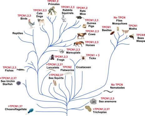 Schematic diagram depicts partial family trees from the animal kingdom... | Download Scientific ...