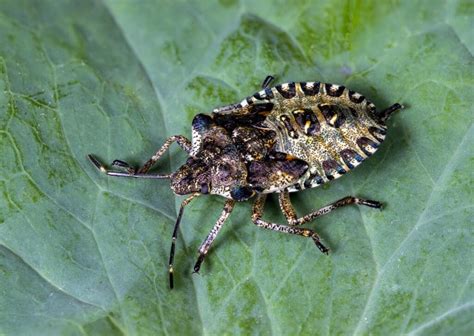 Kissing Bug VS Stink Bug: What’s The Difference? | Twin Boro