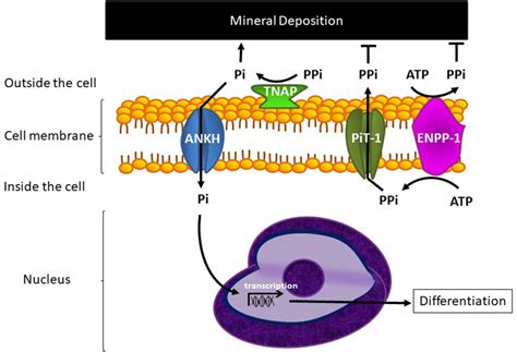 TNAP functions in bone mineralisation through the control of the ...