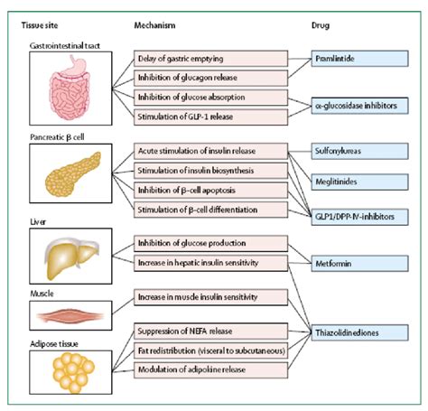 Pharmacological treatment of hyperglycemia according to site of action... | Download Scientific ...