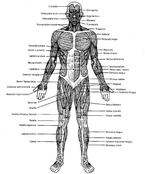 72 Human Body Unlabeled Diagram - Human Anatomy