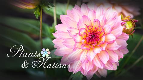 Dahlia: Mexico's national flower - CGTN