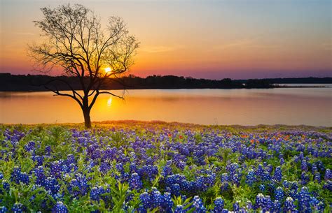 Texas Bluebonnet Photography Big Bend - conloshuevososbrelamesa