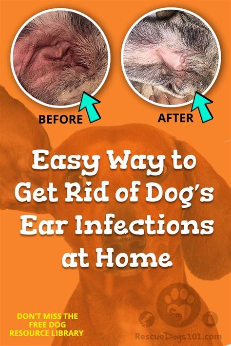 Easy way to get rid of dogs ear infections at home. See before and ...