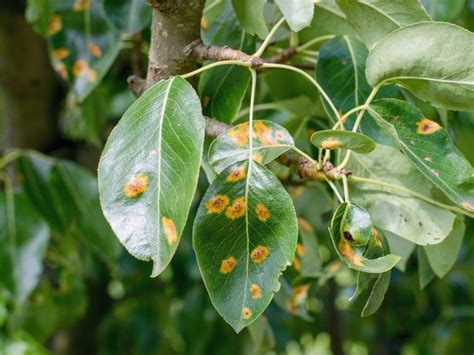 Rust Fungus Symptoms - Learn About Rust Treatment | Gardening Know How