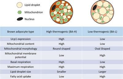 Frontiers | Brown Adipose Tissue Heterogeneity, Energy Metabolism, and Beyond