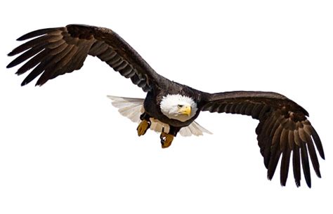 Flying Bald Eagle Isolated On White Background Stock Photo - Download ...