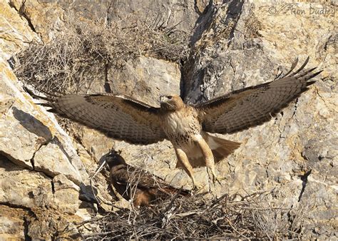 Red-tailed Hawk Nesting And Mating Behaviors – Feathered Photography