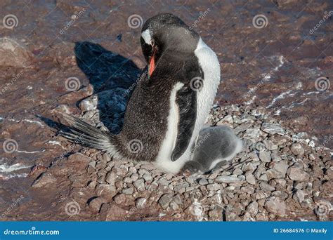 Gentoo Penguin Baby Under His Mother. Antarctica Royalty Free Stock ...