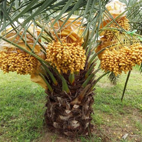 Cara Budidaya Pohon Kurma Di Indonesia | Berita Terkini