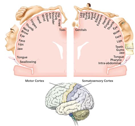 PPT Primary Sensory and Motor Areas PowerPoint Presentation, free download ID5739888