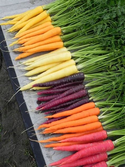 Carrot Varieties and Types | Home Design, Garden & Architecture Blog Magazine