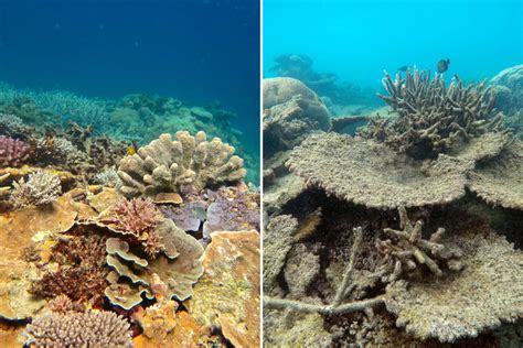 The World's Coral Reefs Could Be Gone in 30 Years • Our Infinite Earth