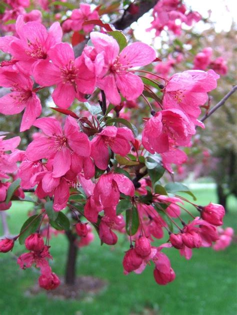 13 Stunning Crabapple Trees That Add Long-Lasting Color to Your Landscape | Flowering crabapple ...