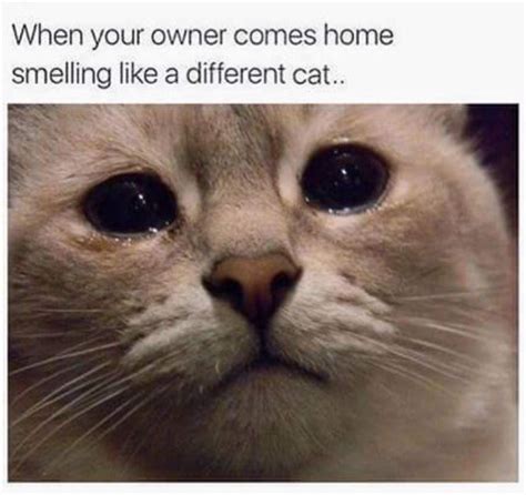 15 cat memes that are super relatable