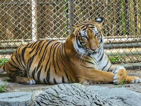 Jacksonville zoo welcomes critically endangered Malayan tiger cubs