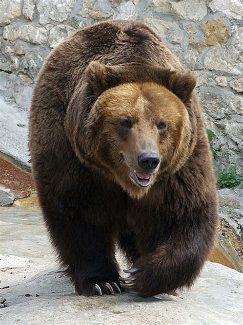 List of bears - Wikipedia