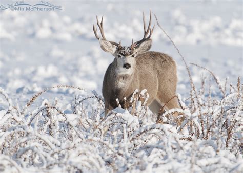 Frosty Mule Deer Buck in Snow - Mia McPherson's On The Wing Photography