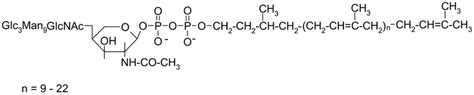 Structure of the carbohydratebearing dolichol pyrophosphate | Download ...