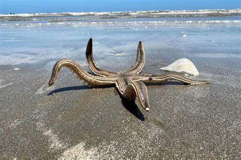 Huge starfish found walking in the surf on Texas beach