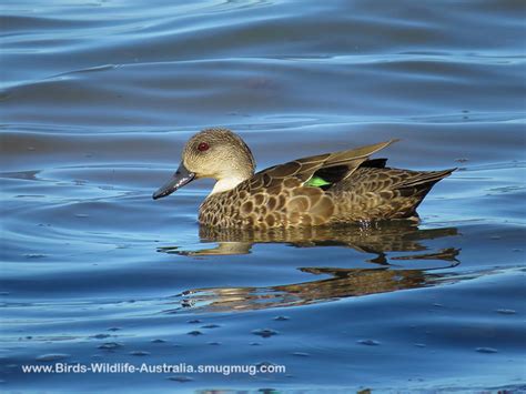 Duck, Grey Teal | Central QLD Coast Landcare Network