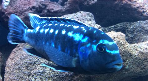 Johannii Cichlid from Lake Malawi, Africa | African cichlids, Cichlids, Fish pet