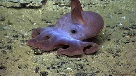 All About Grimpoteuthis, the Dumbo Octopus