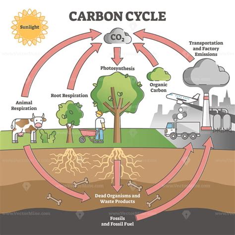 Carbon cycle with CO2 dioxide gas exchange process scheme outline diagram – VectorMine