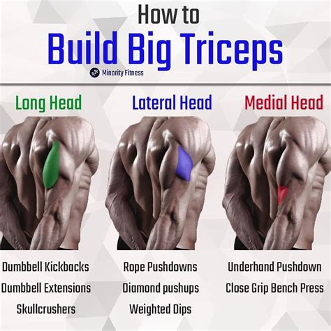 lateral head tricep exercises - Milk West